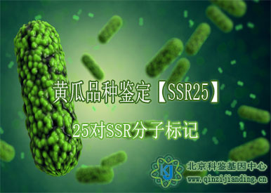 黄瓜品种鉴定【SSR25】